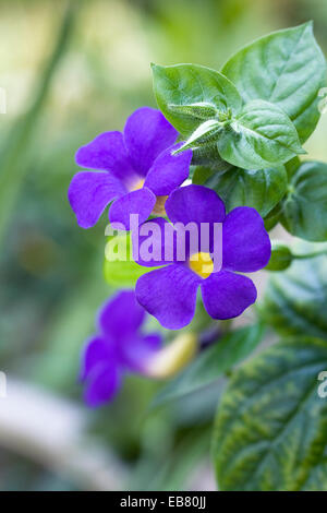 Thunbergia Togoensis. Bengal-Uhr Ranke Blumen. Stockfoto