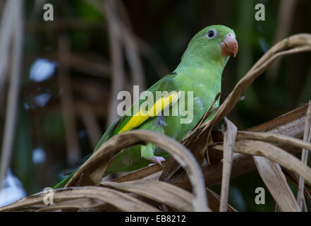 Gelb-chevroned Sittich (Brotogeris Chiriri) aka Canary-Winged Sittich Stockfoto