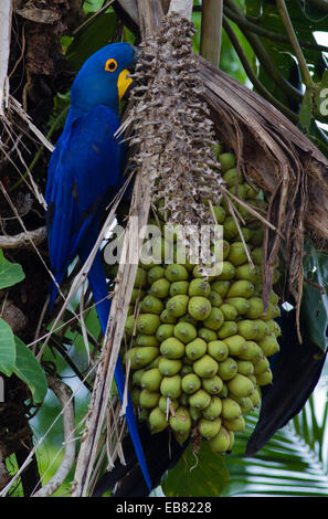 Hyazinth-Ara (Anodorhynchus Hyacinthinus) Fütterung auf Palm Nuts, Pantanal, Bundesstaat Mato Grosso, Brasilien Stockfoto