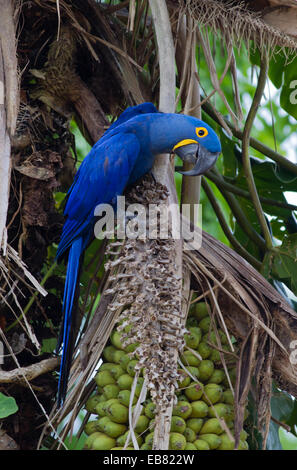 Hyazinth-Ara (Anodorhynchus Hyacinthinus) Fütterung auf Palm Nuts, Pantanal, Bundesstaat Mato Grosso, Brasilien Stockfoto