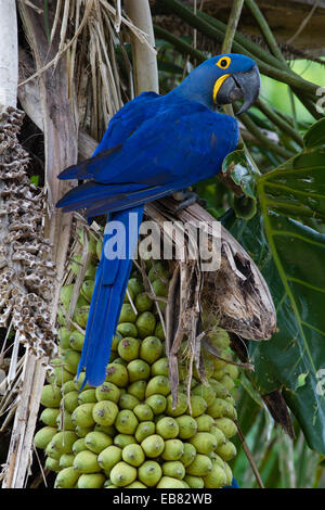 Hyazinth-Ara (Anodorhynchus Hyacinthinus) Fütterung auf Palm Nuts, Pantanal, Bundesstaat Mato Grosso, Brasilien Stockfoto