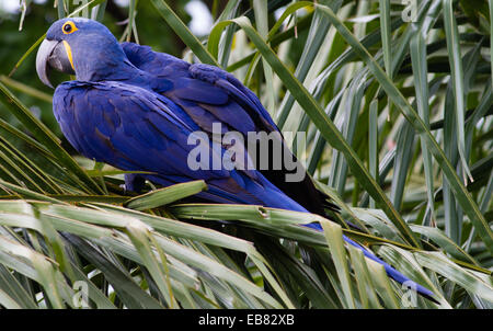 Hyazinth-Ara (Anodorhynchus Hyacinthinus) Fütterung auf Palm Nuts, Pantanal, Bundesstaat Mato Grosso, Brasilien Stockfoto