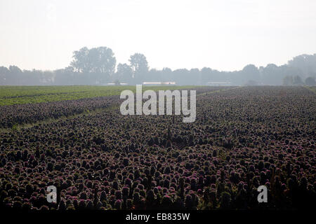 Beleuchtete Bereich der ornamentalen Grünkohl (Brassica Oleracea var. Acephala) Stockfoto