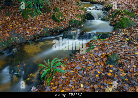 Woodland-Bach in der Nähe von Monmouth, South Wales. Stockfoto