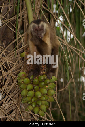 Getuftet Kapuziner (Cebus Apella), aka Brown Kapuziner, Black-Capped Kapuziner, Pin-Affe Stockfoto