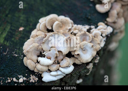 Pilz Bitter Auster (Panellus Stipticus), auch benannt adstringierend Panus, leuchtende Panellus oder Stiptic Pilz Stockfoto