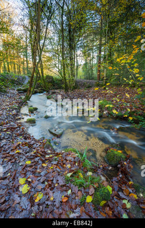 Woodland-Bach in der Nähe von Monmouth, South Wales. Stockfoto