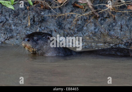 Riesen-Fluss-Otter (Pteronura Brasiliensis) aka Ariranha im Pantanal, Bundesstaat Mato Grosso, Brasilien Stockfoto