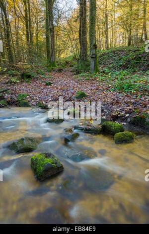 Woodland-Bach in der Nähe von Monmouth, South Wales. Stockfoto