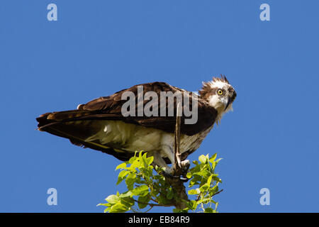 Fischadler (Pandion Haliaetus) thront auf Baum Stockfoto