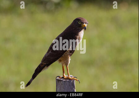 Am Straßenrand Hawk (Rupornis Magnirostris) Zaunpfahl gehockt Stockfoto