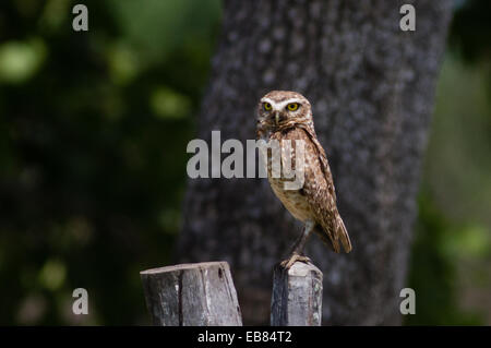Kanincheneule (Athenre Cunicularia) am Zaun im Pantanal Stockfoto