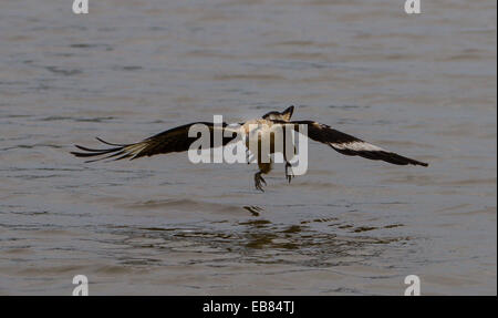 Gelbe Headed Caracara (Milvago Chimachima) Angeln im Pantanal, Bundesstaat Mato Grosso, Brasilien Stockfoto