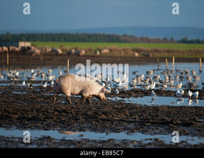 Freilaufende Schweine Landwirtschaft Industrie Tiere gehen für ein Paddel in einem überschwemmten Feld in Lossiemouth, Moray. Schottland.  SCO 9206 Stockfoto