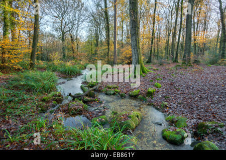 Woodland-Bach in der Nähe von Monmouth, South Wales. Stockfoto