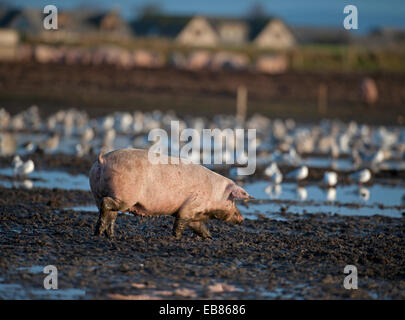 Freilaufende Schweine Landwirtschaft Industrie Tiere gehen für ein Paddel in einem überschwemmten Feld in Lossiemouth, Moray. Schottland.  SCO 9228. Stockfoto