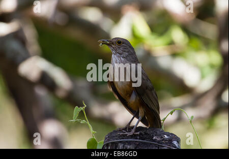 Rufous-bellied Drossel (Turdus Rufiventris) im Pantanal, Brasilien Stockfoto