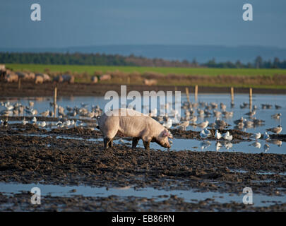 Freilaufende Schweine Landwirtschaft Industrie Tiere gehen für ein Paddel in einem überschwemmten Feld in Lossiemouth, Moray. Schottland.  SCO 9229 Stockfoto