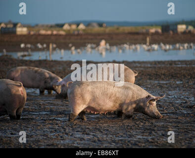 Freilaufende Schweine Landwirtschaft Industrie Tiere gehen für das Futter in einem schlammigen Feld in Lossiemouth, Moray. Schottland.  SCO 9231. Stockfoto