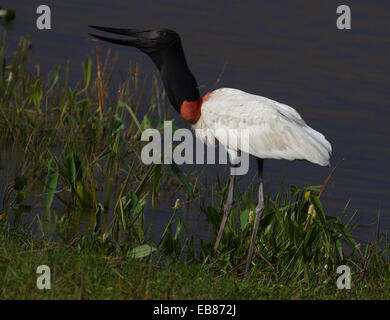 Jabiru-Storch (Jabiru Mycteria) Stockfoto