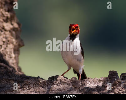 Rot-Capped Kardinal (Paroaria Gularis) Stockfoto