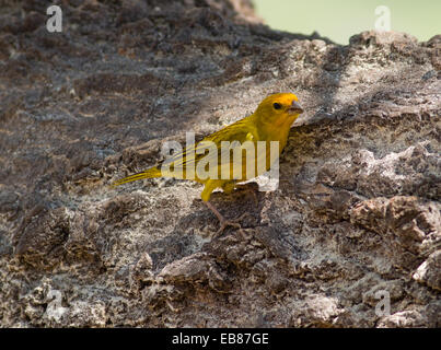Safran Finch (Sicalis Flaveola) Stockfoto