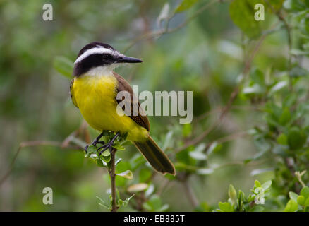 Große Kiskadee (Pitangus Sulphuratus) Stockfoto