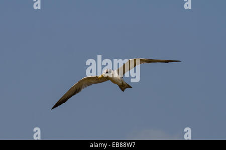 Large-billed Tern (Phaetusa Simplex), Pantanal, Brasilien Stockfoto