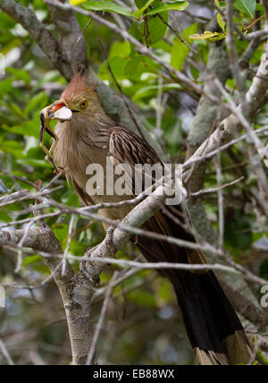 Guira Kuckuck (Guira Guira) Stockfoto