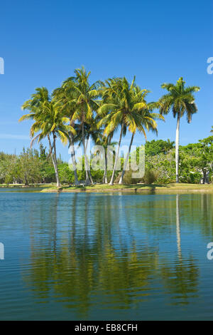 COCONUT PALM BÄUME PANDANUS SEE FAIRCHILD TROPICAL BOTANIC GARDEN CORAL GABLES FLORIDA USA Stockfoto