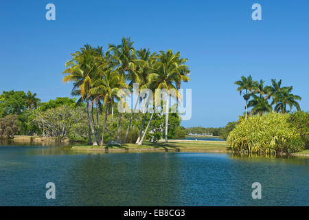 COCONUT PALM BÄUME PANDANUS SEE FAIRCHILD TROPICAL BOTANIC GARDEN CORAL GABLES FLORIDA USA Stockfoto