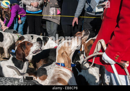 Southern Pines, North Carolina, USA. 27. November 2014. Hunde warten geduldig auf eine Behandlung von Jäger David Raley während der 100. jährliche Segnung der Hunde bei Buchan Field. Veranstaltet von der Moore County Hounds Jagdverein, ist das Ereignis Thanksgiving-Tradition im Moore County. Fahrer erweisen sich in traditionellen formalen Jagd Kleidung - die Männer und Mitarbeiter Mitglieder in roten Jagdjacken oder '' Pinks'' und die Damen in schwarzen Jacken - für eine der ältesten Jagden in der Nation. Bildnachweis: ZUMA Press, Inc./Alamy Live-Nachrichten Stockfoto