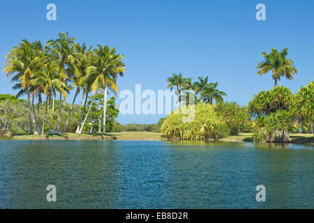 COCONUT PALM BÄUME PANDANUS SEE FAIRCHILD TROPICAL BOTANIC GARDEN CORAL GABLES FLORIDA USA Stockfoto