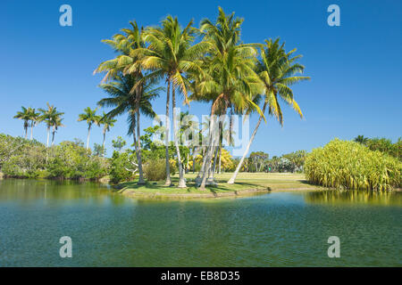 COCONUT PALM BÄUME PANDANUS SEE FAIRCHILD TROPICAL BOTANIC GARDEN CORAL GABLES FLORIDA USA Stockfoto