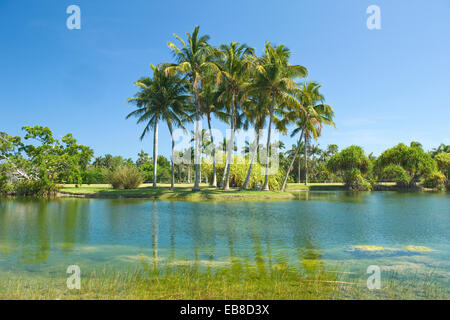 COCONUT PALM BÄUME PANDANUS SEE FAIRCHILD TROPICAL BOTANIC GARDEN CORAL GABLES FLORIDA USA Stockfoto