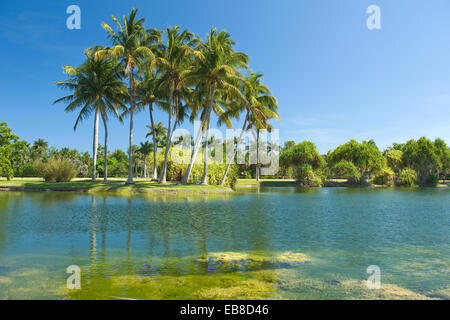 COCONUT PALM BÄUME PANDANUS SEE FAIRCHILD TROPICAL BOTANIC GARDEN CORAL GABLES FLORIDA USA Stockfoto