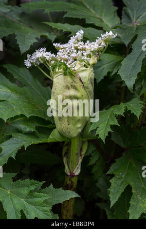 Riesenbärenklau / Wagenrad-Blume (Heracleum Mantegazzianum) in Blüte Stockfoto
