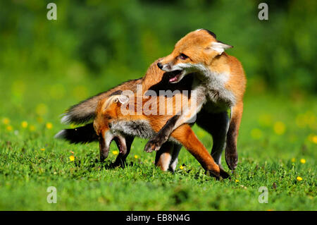 Fox Cubs spielen, Dorset, UK, Juni 2009 Stockfoto