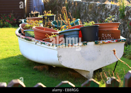 Altes kleines Meer Fischerboot verwandelte sich in ein Feature für Pflanzen in einem Garten an der Sottish Küste. Voll von Kunststoff Blumentöpfe. Stockfoto