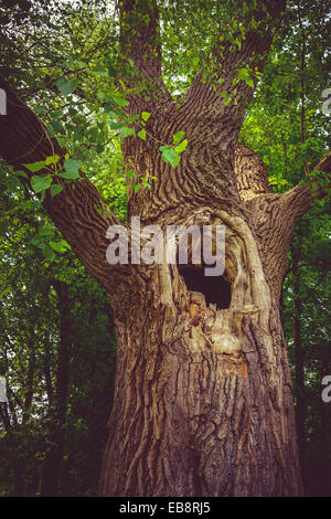 Alten hohlen Baum im Wald Stockfoto