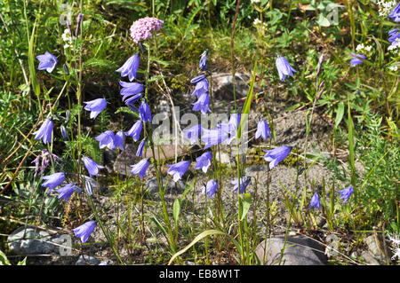 Wilde Blume - Canterbury Bells (Campanula). Polaren Ural, Republik Komi, Russland. Stockfoto