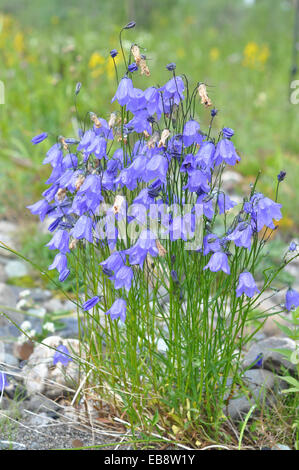 Wilde Blume - Canterbury Bells (Campanula). Polaren Ural, Republik Komi, Russland. Stockfoto