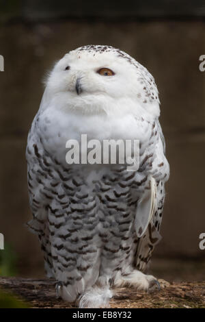 Tierwelt, weibliche Schnee-Eule (Bubo Scandiacus). Stockfoto