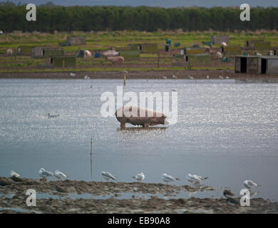 Freilaufende Schweine Landwirtschaft Industrie Tiere gehen für ein Paddel in einem überschwemmten Feld in Lossiemouth, Moray. Schottland.  SCO 9238. Stockfoto