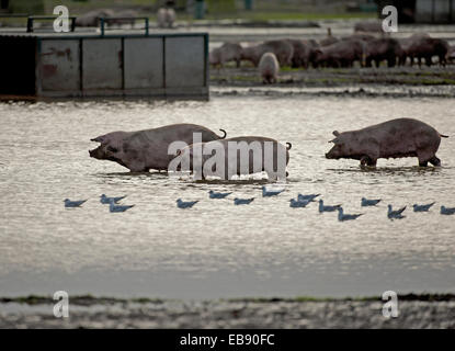 Freilaufende Schweine Landwirtschaft Industrie Tiere gehen für ein Paddel in einem überschwemmten Feld in Lossiemouth, Moray. Schottland.  SCO 9239. Stockfoto