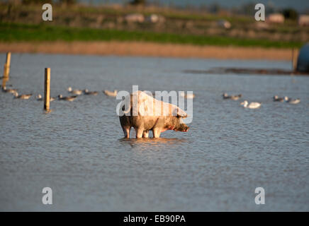 Paddeln Schwein in einem überschwemmten Feld in Lossiemouth in Morayshire, Schottland.  SCO 9240. Stockfoto