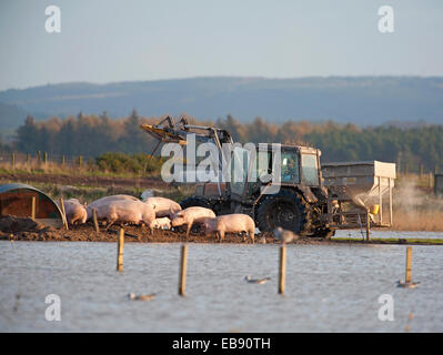 Outdoor-kostenloses Schweinehaltung von überfluteten Feldern in Morayshire, Schottland.  SCO 9241. Stockfoto