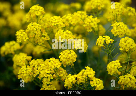 Aurinia Inselbogens Gold Alyssum Korb von Gold Gold Dust gelbe Blumen blühen Blüte Blütenstand RM Floral Stockfoto