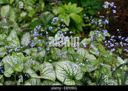 Brunnera Macrophylla Jack Frost sibirischen Bugloss Syn Myosotis Macrophylla bunte Laub Blätter Blau Blumen Floral RM Stockfoto