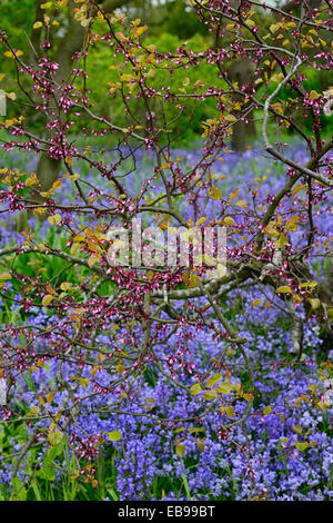 Cercis Siliquastrum Judasbaum rosa Blütenknospen Frühling Glockenblumen Voranbau underplanted europäischen Redbud RM Floral Stockfoto